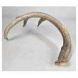 Lot of 2 Whitetail Deer Antler Sheds 5 Point & 4 Point Long Beams Curved Frame