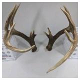 Whitetail Deer Antlers 12 Point Double Triple Crown Rack Heavy Mass Wide Set- approx 135 + Spread