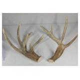 Whitetail Deer Antlers 9 Point Rack 7x5 Set Heavy Mass Long Tines Character Rack - Combined (without spread): 135
