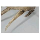 Whitetail Deer Antlers 10 Point Rack Heavy Mass Long Tines Character Pitted Bases - Combined (without spread): 122 1/4