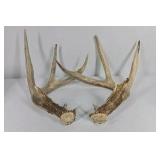 Whitetail Deer Antlers 10 Point Rack With Sticker Points Heavy Mass Wide Sweep - Combined (without spread): 125 1/2