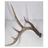 Whitetail Deer Antlers 10 Point Rack Heavy Mass Tall Beams Curved Tips - Combined (without spread): 122 1/2