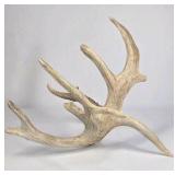 Whitetail Deer Antler 9 Point Side Heavy Mass Multi Tine Character - Combined (without spread): 74 1/4