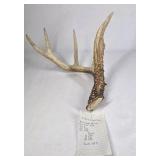 Whitetail Deer Antler 5 Point Side Long Beam Tall Brow Tine - Combined (without spread): 63 1/4
