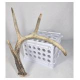 Lot of 2 Whitetail Deer Antler Sheds 4 Point Sides Long Beams - This is not a set