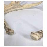 Lot of 2 Whitetail Deer Antler Sheds Palmation Heavy Beam Long Tines