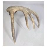 Lot of 2 Whitetail Deer Antler Sheds 5 Point & 4 Point Long Beams Curved Frame