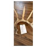 Whitetail Deer Antler 7 Point Side Heavy Mass Long Tines Sticker Point - Combined (without spread): 76 1/4
