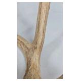 Whitetail Deer Antlers 12 Point Rack With Sticker Points Large Heavy Mass Wide Set - 148 3/4 + spread