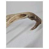 Whitetail Deer Antlers 10 Point Rack Heavy Mass Long Tines Character Pitted Bases - Combined (without spread): 122 1/4
