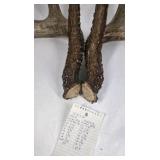 Whitetail Deer Antlers 10 Point Rack Heavy Mass Tall Beams Curved Tips - Combined (without spread): 122 1/2