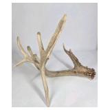 Whitetail Deer Antler 9 Point Side Heavy Mass Multi Tine Character - Combined (without spread): 74 1/4