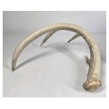 Lot of 2 Whitetail Deer Antler Sheds 4 Point Sides Long Beams - This is not a set