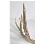 Lot of 2 Whitetail Deer Antler Sheds 5 Point & 4 Point Long Beams Curved Frame
