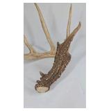Whitetail Deer Antlers 12 Point Rack With Sticker Points Large Heavy Mass Wide Set - 148 3/4 + spread