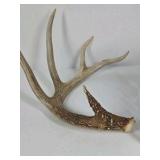 Whitetail Deer Antlers 10 Point Rack Heavy Mass Long Tines Character Pitted Bases - Combined (without spread): 122 1/4