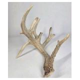 Whitetail Deer Antler 9 Point Side Heavy Mass Multi Tine Character - Combined (without spread): 74 1/4