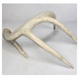 Lot of 2 Whitetail Deer Antler Sheds 4 Point Sides Long Beams - This is not a set