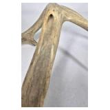 Lot of 2 Whitetail Deer Antler Sheds Long Beams Mixed Points Natural Character
