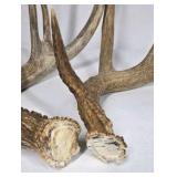 Lot of 2 Whitetail Deer Antler Sheds 5 Point & 4 Point Long Beams Curved Frame