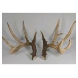 Whitetail Deer Antlers 12 Point Rack With Sticker Points Large Heavy Mass Wide Set - 148 3/4 + spread