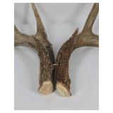 Whitetail Deer Antlers 10 Point Rack Heavy Mass Long Tines Character Pitted Bases - Combined (without spread): 122 1/4