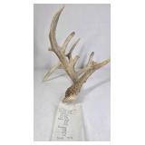 Whitetail Deer Antler 9 Point Side Heavy Mass Multi Tine Character - Combined (without spread): 74 1/4