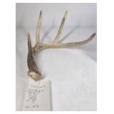 Lot of 2 Whitetail Deer Antler Sheds 4 Point Sides Long Beams - This is not a set