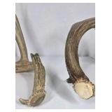 Lot of 2 Whitetail Deer Antler Sheds Long Beams Mixed Points Natural Character