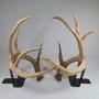 Red Shed 1009 - Whitetail Trophy Sheds Sets & Singles