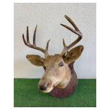 Deer Head Mount