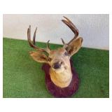 Deer Head Mount