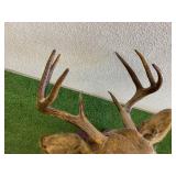 Deer Head Mount