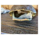 Turtle Shell Decorative Display Piece