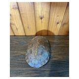 Turtle Shell Decorative Display Piece