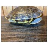 Turtle Shell Decorative Display Piece