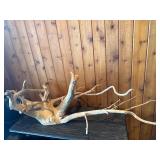 Large Sculptural Driftwood Root / Branch – Aquarium, Reptile Habitat or Rustic Décor