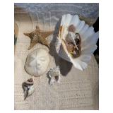 Large Vintage Seashell Collection Lot – Nautilus, Coral, Starfish, Sand Dollar – Coastal Decor