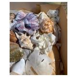 Large Vintage Seashell Collection Lot – Nautilus, Coral, Starfish, Sand Dollar – Coastal Decor