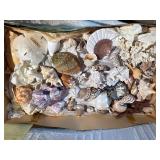 Large Vintage Seashell Collection Lot – Nautilus, Coral, Starfish, Sand Dollar – Coastal Decor
