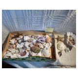 Large Vintage Seashell Collection Lot – Nautilus, Coral, Starfish, Sand Dollar – Coastal Decor