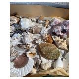 Large Vintage Seashell Collection Lot – Nautilus, Coral, Starfish, Sand Dollar – Coastal Decor
