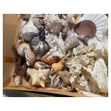 Large Vintage Seashell Collection Lot – Nautilus, Coral, Starfish, Sand Dollar – Coastal Decor