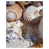 Coastal Seashell & Starfish Decor Lot w/ Shell Mirror, Nautilus, Conch & Coral Display