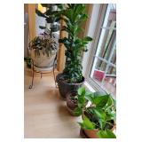 Assorted Live Houseplant Collection Lush Greenery Group