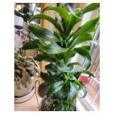 Assorted Live Houseplant Collection Lush Greenery Group