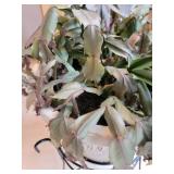 Assorted Live Houseplant Collection Lush Greenery Group
