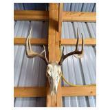 Whitetail Deer Skull with Antlers Taxidermy Mount for Display
