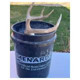 Deer Skull with Antlers - Taxidermy Display Skull with Jaw