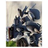 Mallard Duck Decoys - Used Waterfowl Hunting Decoys
